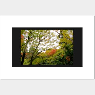 Autumn Trees Posters and Art